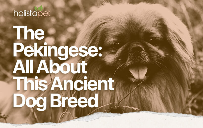 Pekingese Dog Breed Temperament & Personality [Full Guide]