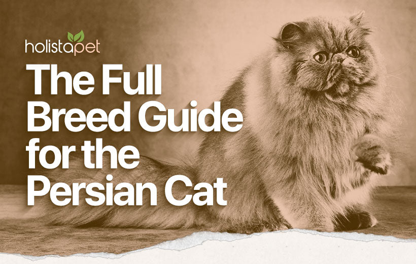 Persian Cat Breed [The Ancient Feline With Plenty of Personality]
