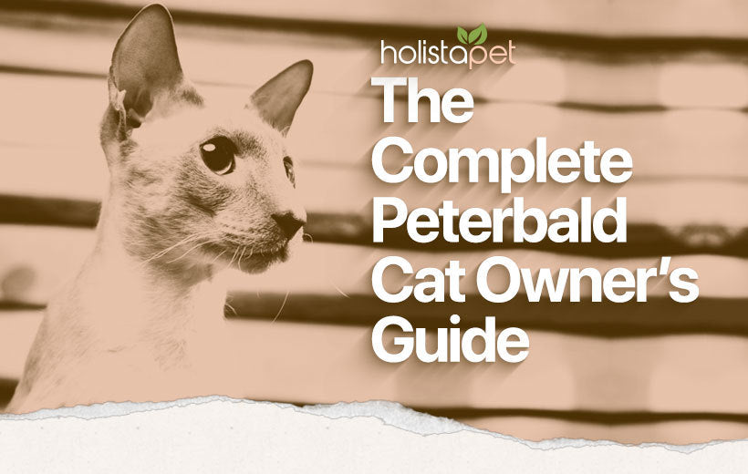Peterbald Cat: The Bald & Beautiful Breed [Complete Guide]