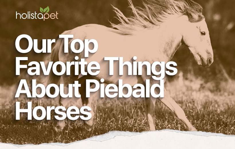 Piebald Horse: An Angelic Horse Breed With Spots On The Fur