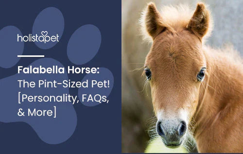 interesting informaton about falabella horses