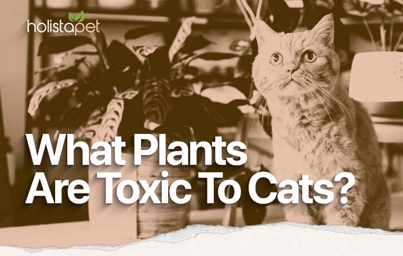 Plants That Are Toxic to Cats [Complete List of Plants To Avoid!]