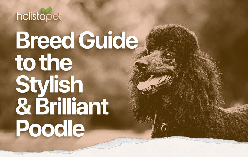 Poodle Dog Breed Guide [How to Care For These Smart Pups]