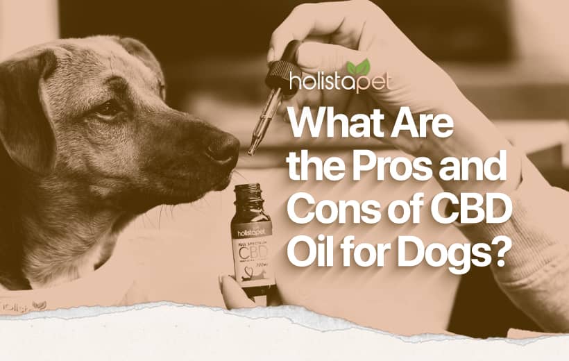 Pros and Cons of CBD Oil for Dogs: Expert Tips for the Best Experience