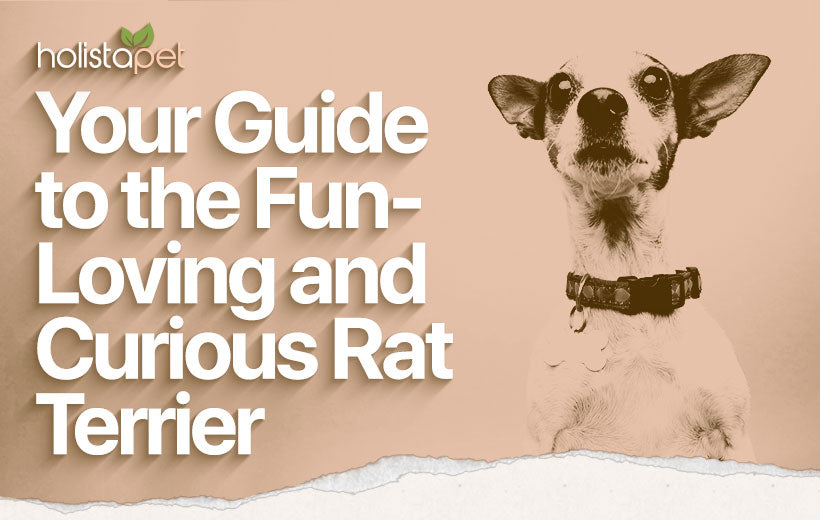 Rat Terrier Dog Breed Temperament & Personality [Full Guide]