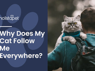 Why Does My Cat Follow Me Everywhere? [Top 5 Reasons & Prevention Tips]