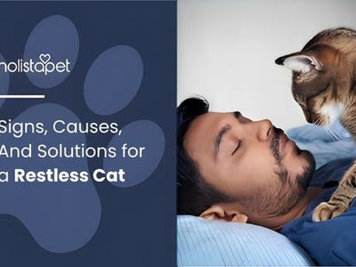 Signs, Causes, And Solutions for a Restless Cat