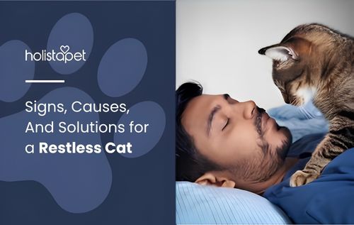 A restless cat is looking down at a person lying on their back on a bed.
