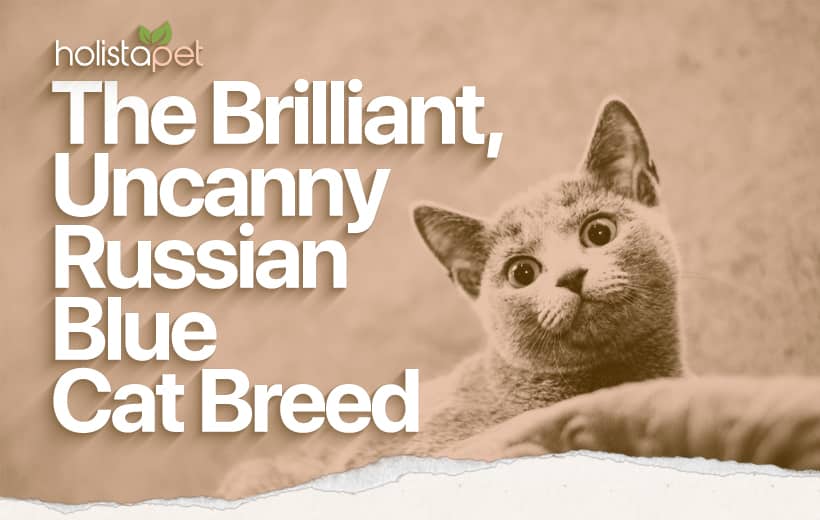 Russian Blue Cat Breed [Complete Breed Guide]