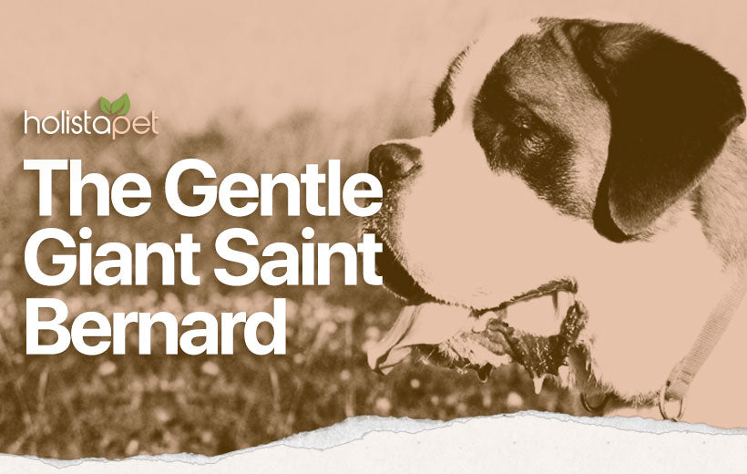 Saint Bernard Full Dog Breed Guide: Big, Friendly, and Brave
