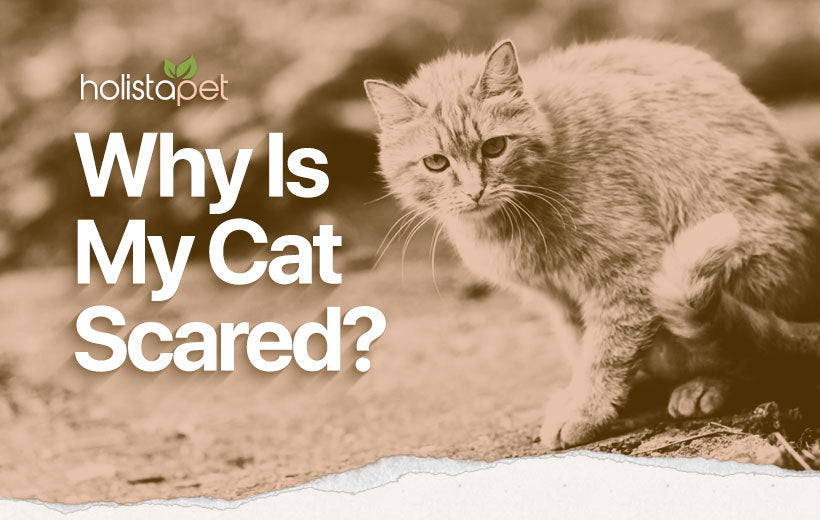 Scared Cat: 4 Simple Ways To Comfort Any Frightened Feline