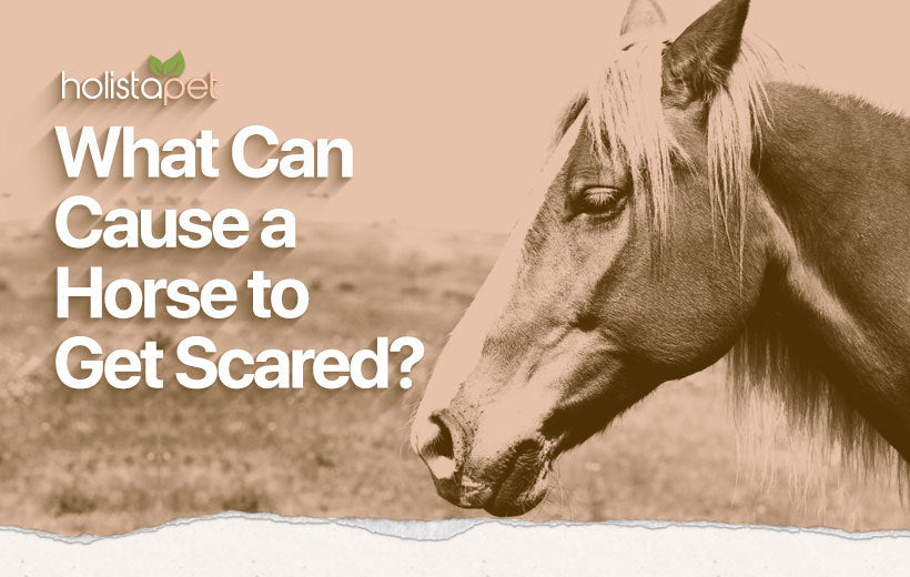 Scared Horse: A Simple Guide to Reduce Equine Fears & Phobias