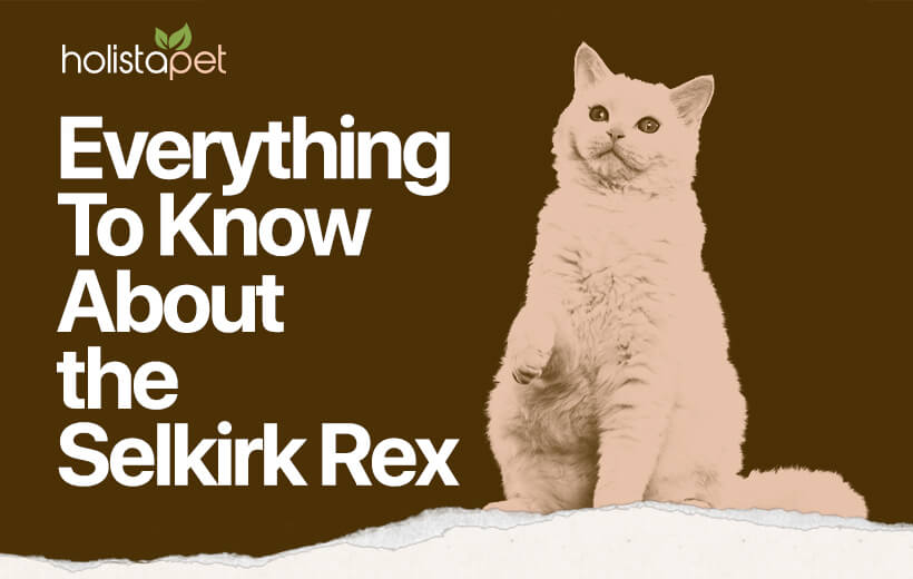 Selkirk Rex Cat Breed [Full Guide & Top Care Tips]