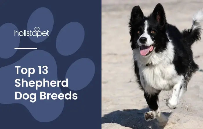 Shepherd Dog Breeds featured blog image by Holistapet. Shows a Border Collie Shepherd dog running on the beach sand. 