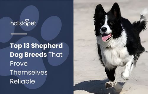 A black and white Border Collie, one of the most intelligent shepherd dog breeds, running energetically on a sandy surface with its tongue out, showcasing agility, speed, and herding instincts.