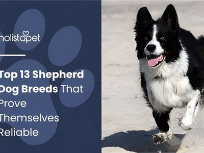 Top 13 Shepherd Dog Breeds That Prove Themselves Reliable