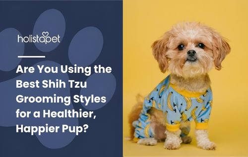 Are You Using the Best Shih Tzu Grooming Styles for a Healthier, Happier Pup?