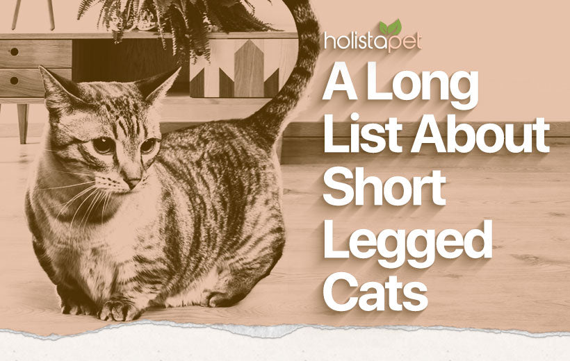 Short Legged Cats: An In-Depth List About Felines with Little, Tiny Legs!