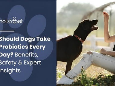 Should Dogs Take Probiotics Every Day? Benefits, Safety & Expert Insights