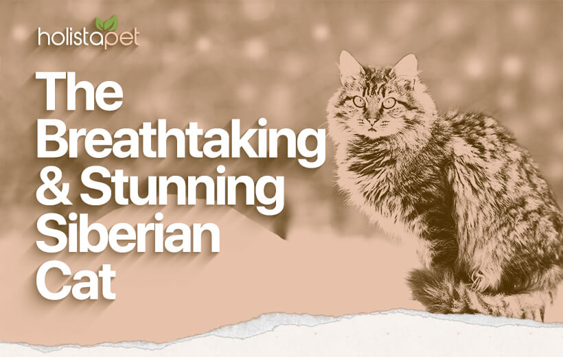 Siberian Cat [The Complete Breed Guide & History]