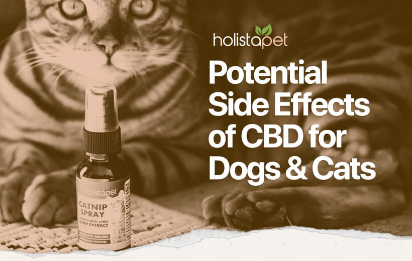 Side Effects Of CBD In Dogs And Cats : Know How To Avoid Them [Update]