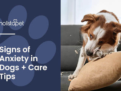 Peace of Mind for Pups: Spotting Signs of Anxiety in Dogs