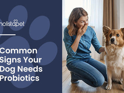 13 Signs Your Dog Needs Probiotics + Helpful Suggestions