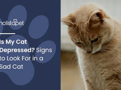 Is My Cat Depressed? Signs to Look For in a Sad Cat
