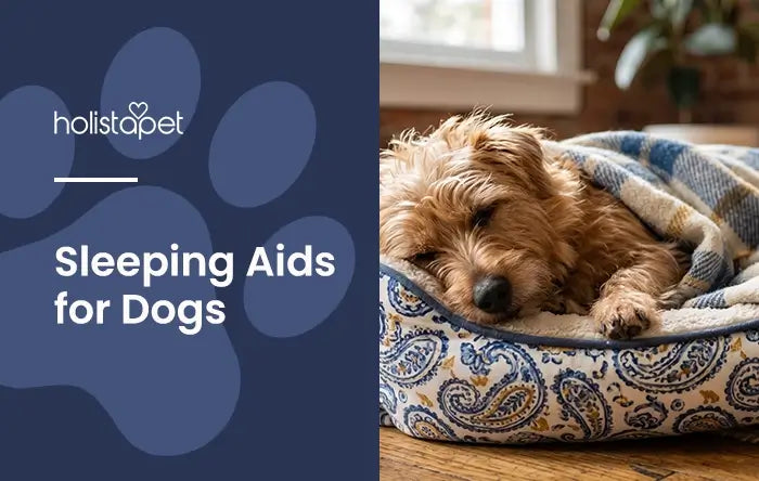Sleep aid for dogs featured blog image by Holistapet. Shows a Terrier dog sleeping in a pet bed with a blanket.