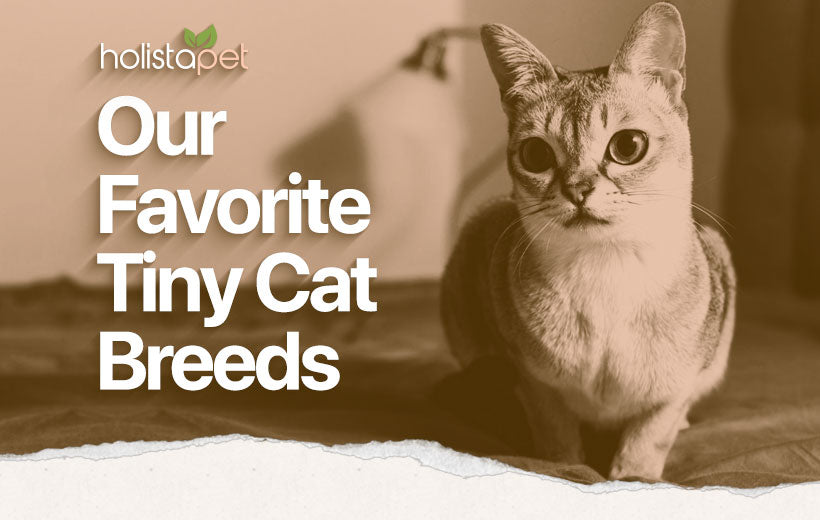 Small Cat Breeds: Our Favorite Tiny Feline Companions