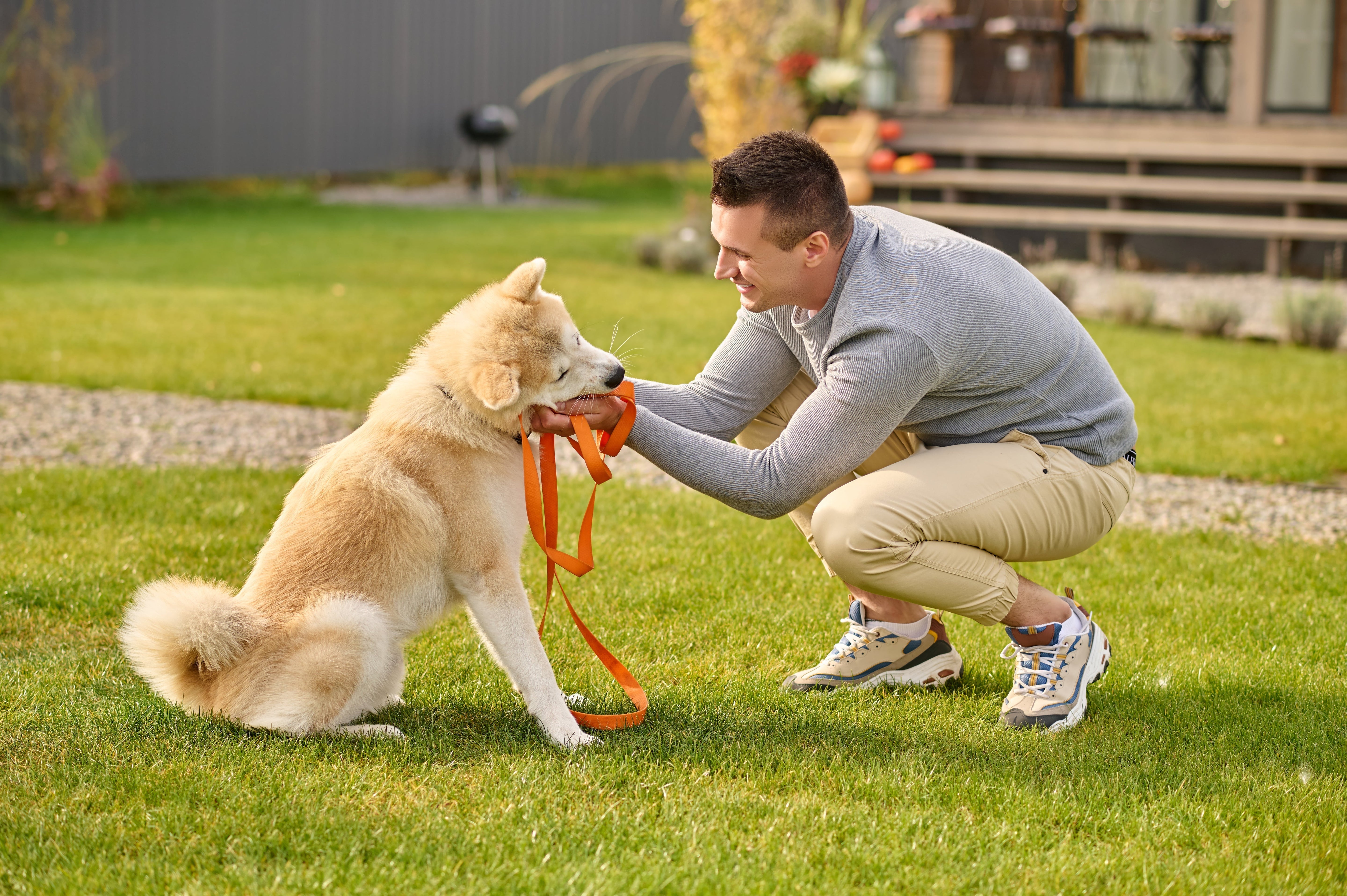 What Are the Most Useful Dog Tricks That Make Life Easier (and More Fun)?