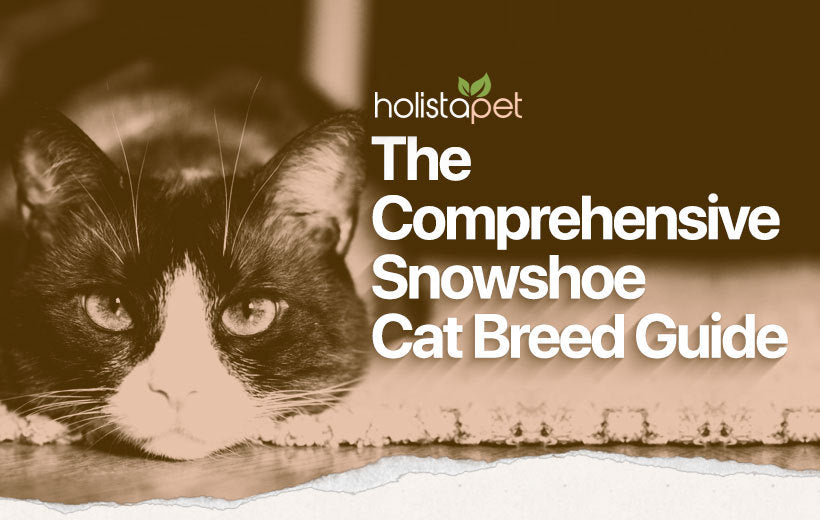 Snowshoe Cat: 14 Must-Know Facts About This Charming Breed