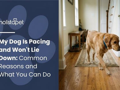 My Dog Is Pacing and Won't Lie Down: Common Reasons and What You Can Do