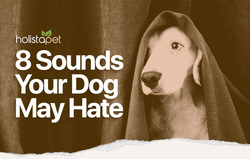 Sounds Dogs Hate: Understanding Noise Phobia & How to Manage It