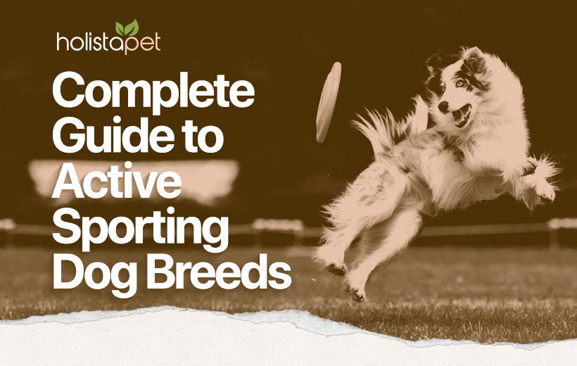 Sporting Dogs: A Definitive Guide To Energetic, Athletic Breeds