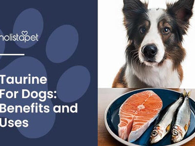 Taurine for Dogs: Benefits, Sources, and Supplements