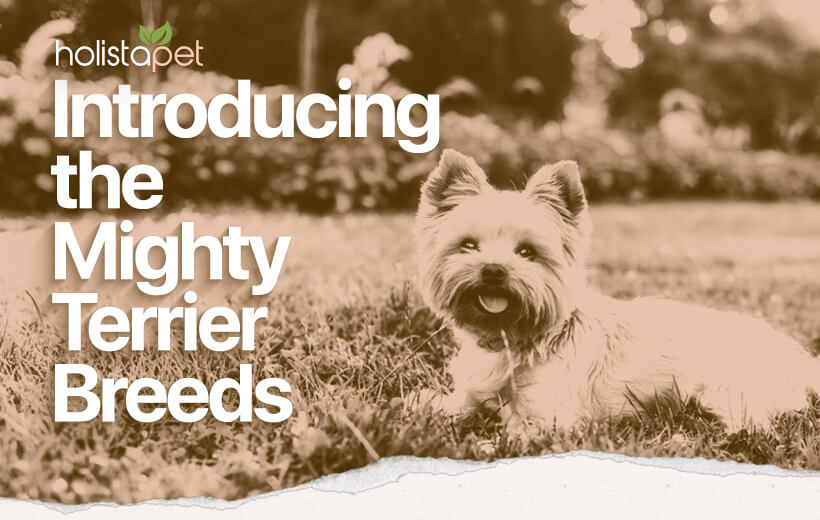The Terrier Breeds: Get To Know These Brave & Energetic Dogs