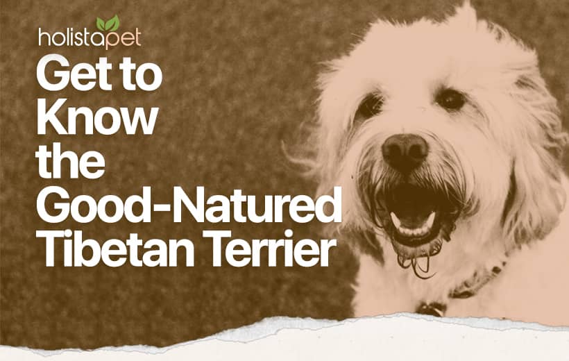 The Tibetan Terrier: A Guide To A Dog Breed That's Ready For Everything