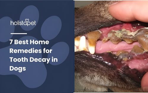Close-up of a dog's mouth showing severe dental plaque, gingivitis, and signs of tooth decay on the teeth and gums.