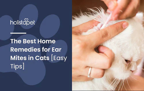 List of home remedies for cat with ear mites