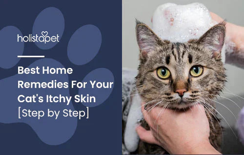 Best home remedies for cat's itchy skin