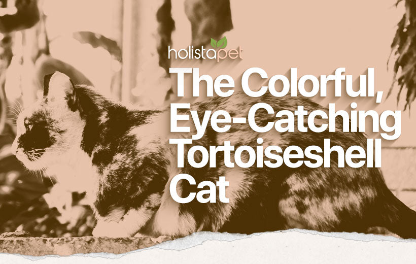Tortoiseshell Cat Breed Guide: The Rare, Eye-Catching Feline