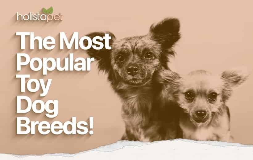 Toy Dog Breeds: 7 Popular Breeds Perfect For Your Home!