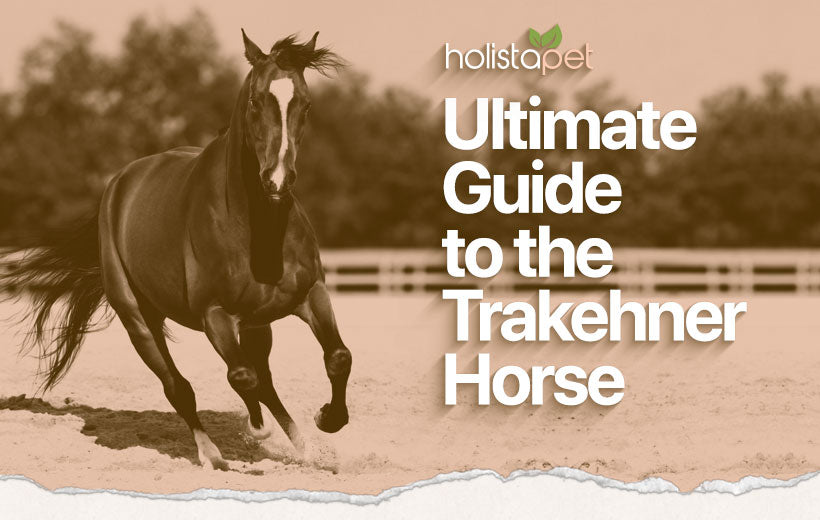Trakehner Horse: Full Breed Profile [Personality, Photos, & FAQ]