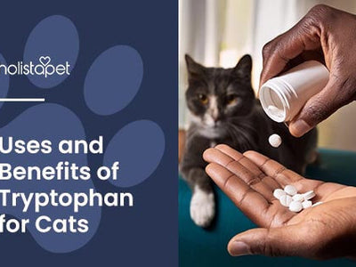 Tryptophan for Cats: The Secret to Purrfectly Calm Kitties