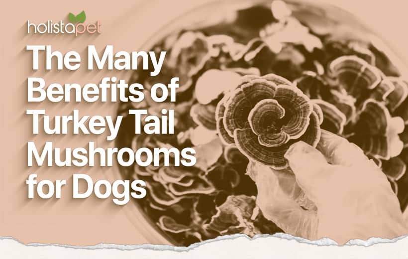 Turkey Tail Mushrooms for Dogs: An Ancient Herbal Remedy for Your Pup