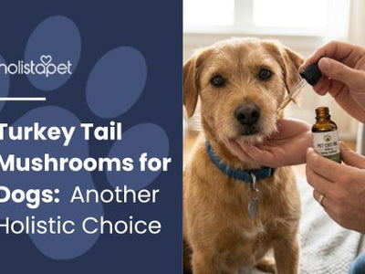 Turkey Tail Mushrooms for Dogs: Another Holistic Choice