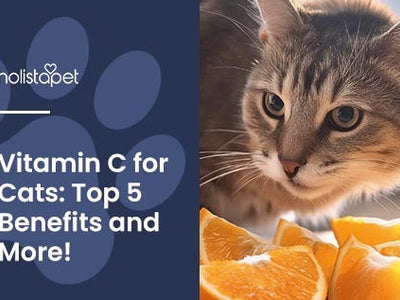 Vitamin C for Cats: An Essential Guide for Feline Health