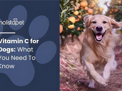Vitamin C for Dogs: What You Need To Know