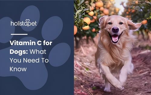 A golden retriever dog with a happy expression and its tongue out is running toward the camera in an orchard with trees bearing orange fruit, representing the benefits of vitamin C for dogs.